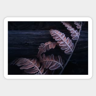 Frozen fern leaves Sticker